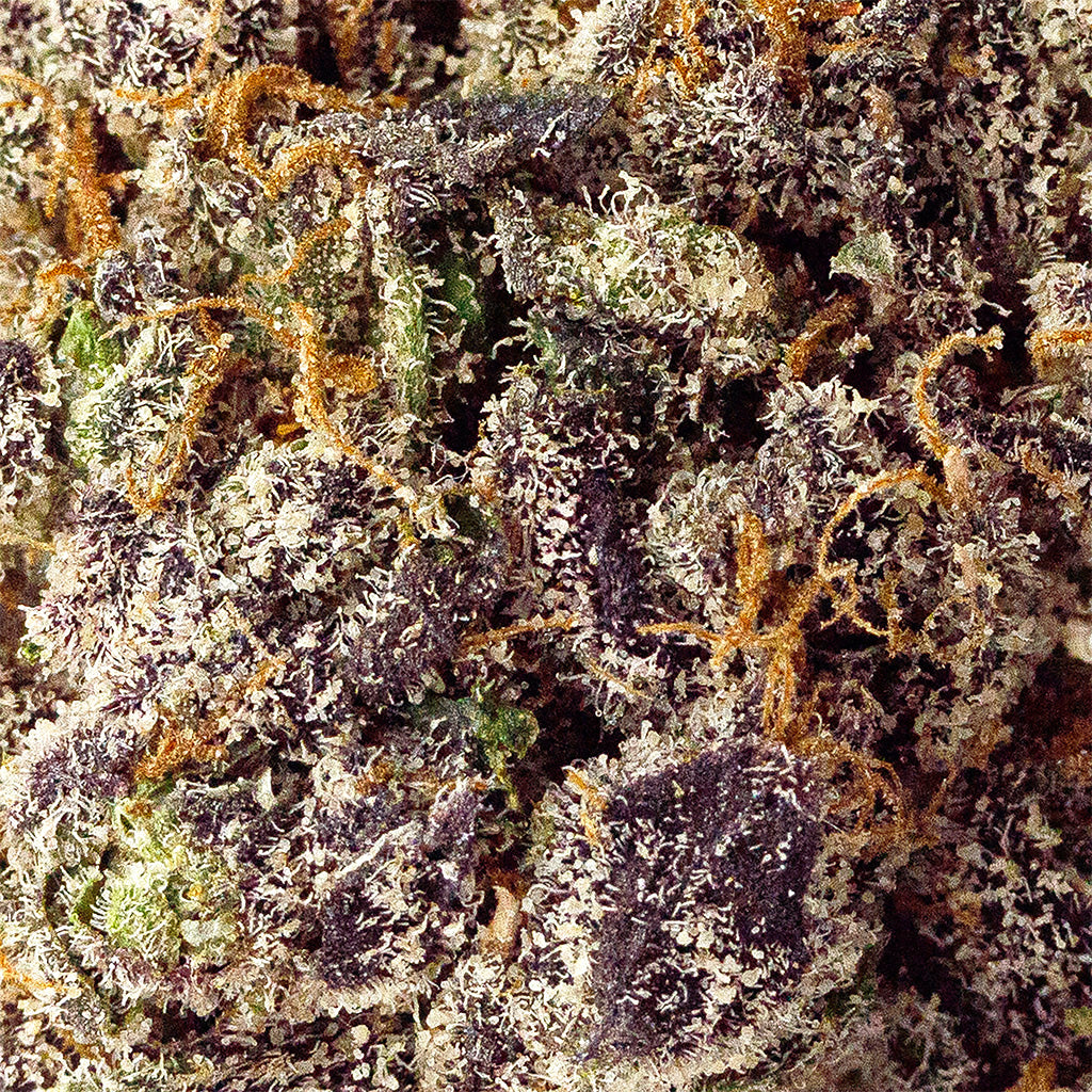 Closeup shot of Acaiberry Gelato flower, showing densely packed trichomes and colorful bud textures, top-shelf strain by BOOM
