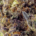Detailed view of Birthday Cake THCa flower, revealing dense buds with hints of creamy vanilla and aroma
