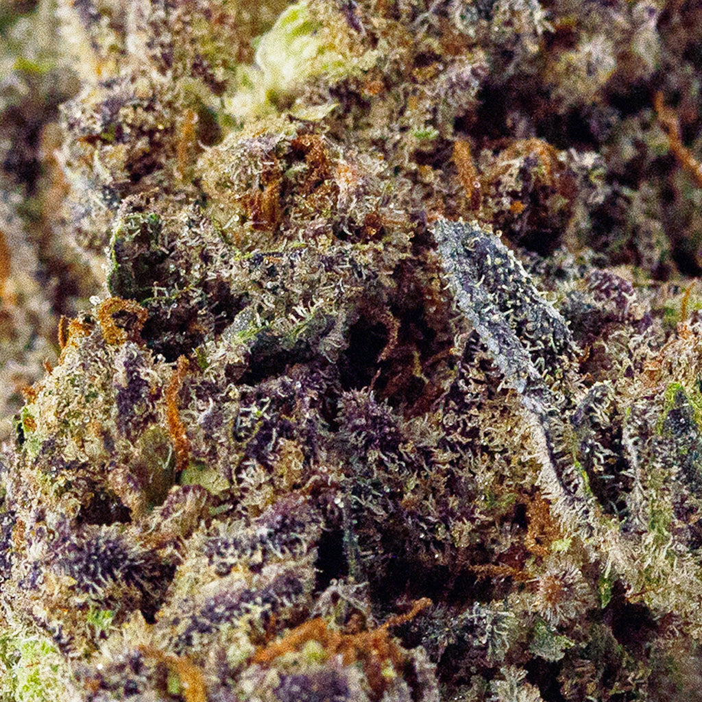 Detailed view of Birthday Cake THCa flower, revealing dense buds with hints of creamy vanilla and aroma
