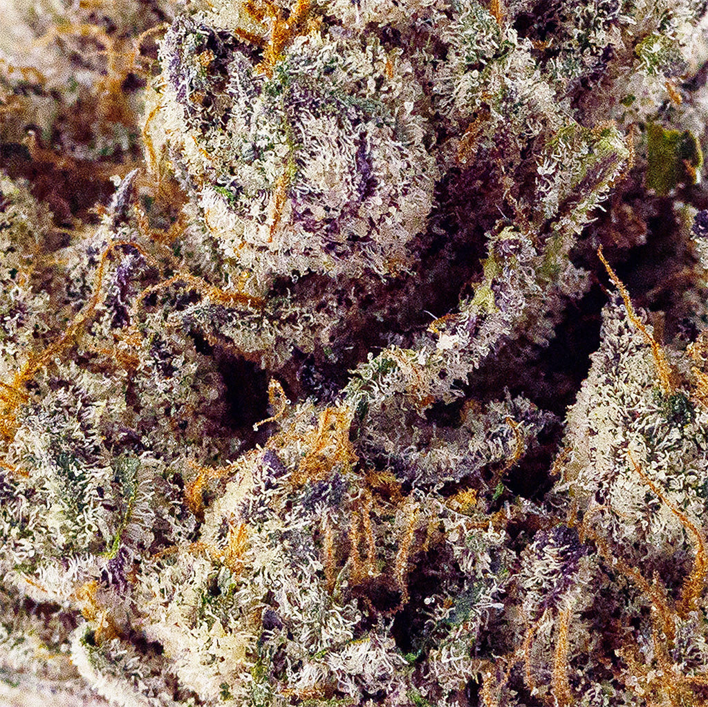 Close up picture of Black Ice THCA flower strain with lots of frosty trichomes coating all throughout the buds.