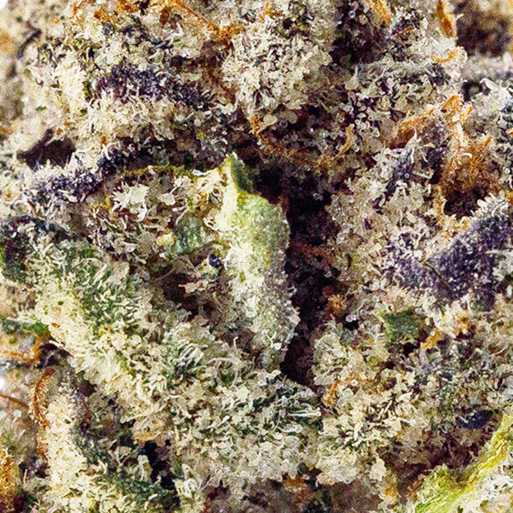 Extremely close view of Black Truffle THCa flower. Trichomes densely cover the purple tinted flower buds.