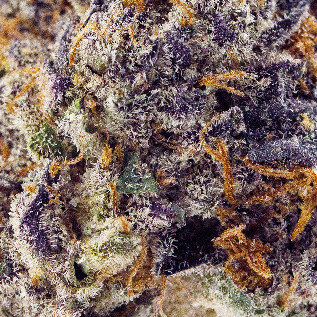 Close up shot of Top Shelf Blue Dream THCa Flower showing trichrome coated
purple and green buds.