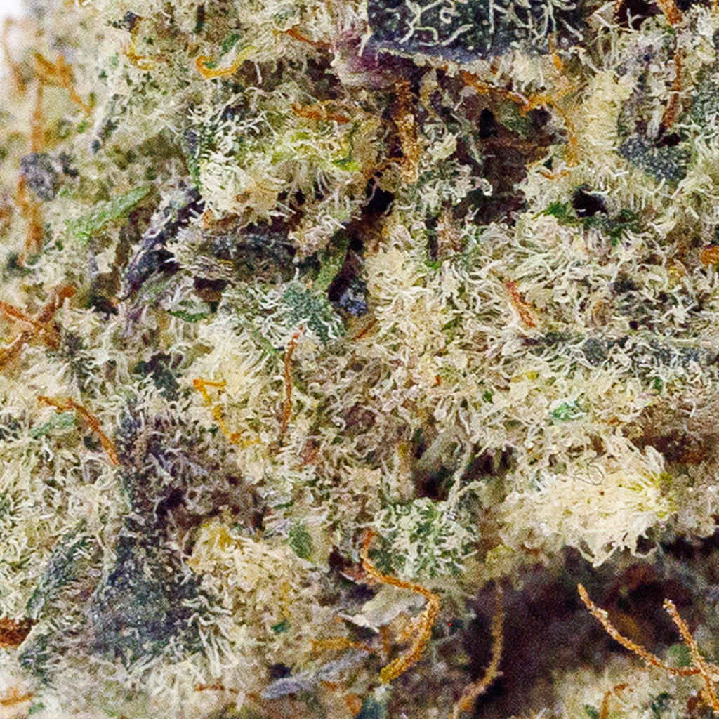 Close up Macro Shot of Cap Junky THCa Flower, with trichomes densely covering the flower nugs.