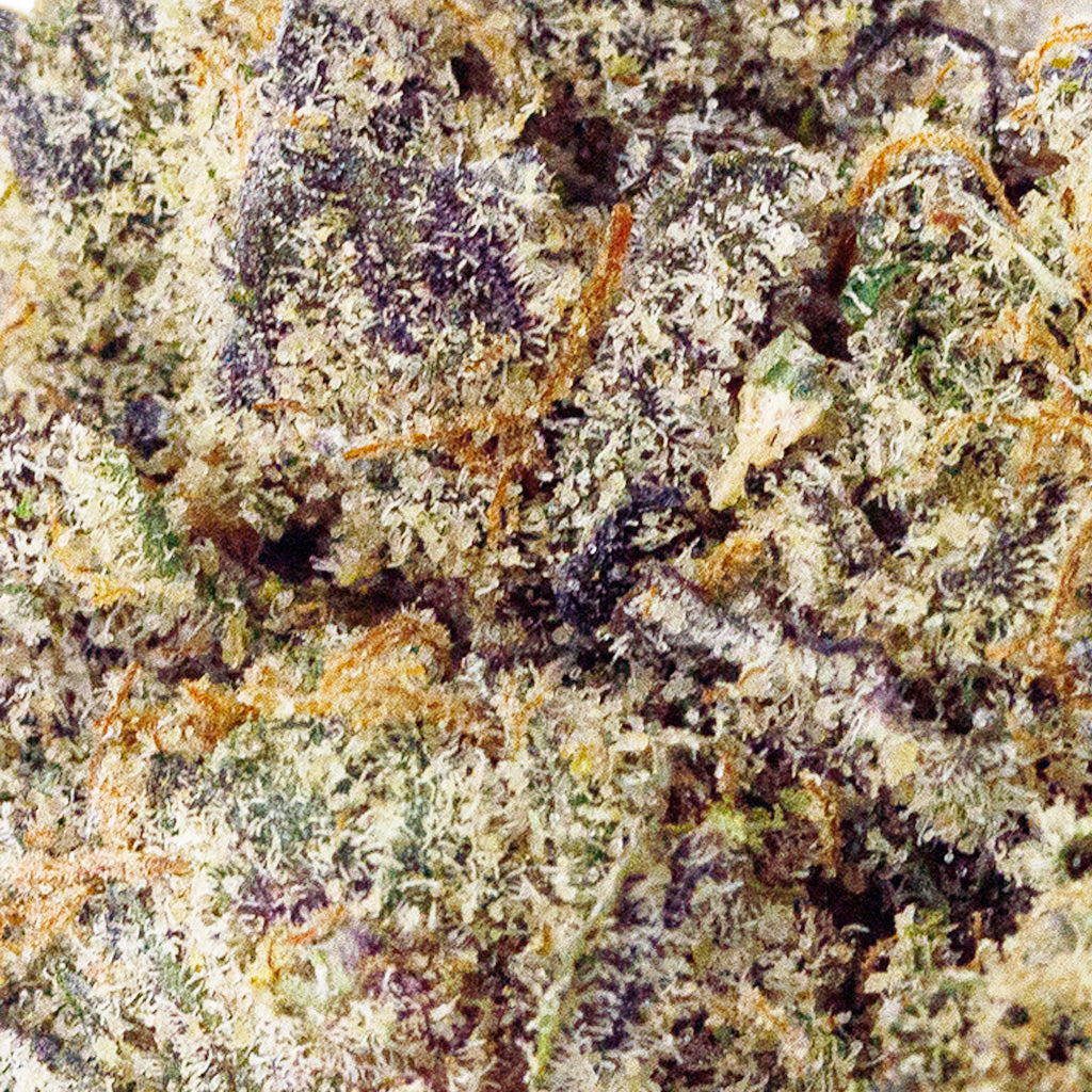 Detailed macro view of Chimera THCa flower, revealing frosty trichomes, dense bud structure, and vibrant green and purple tones