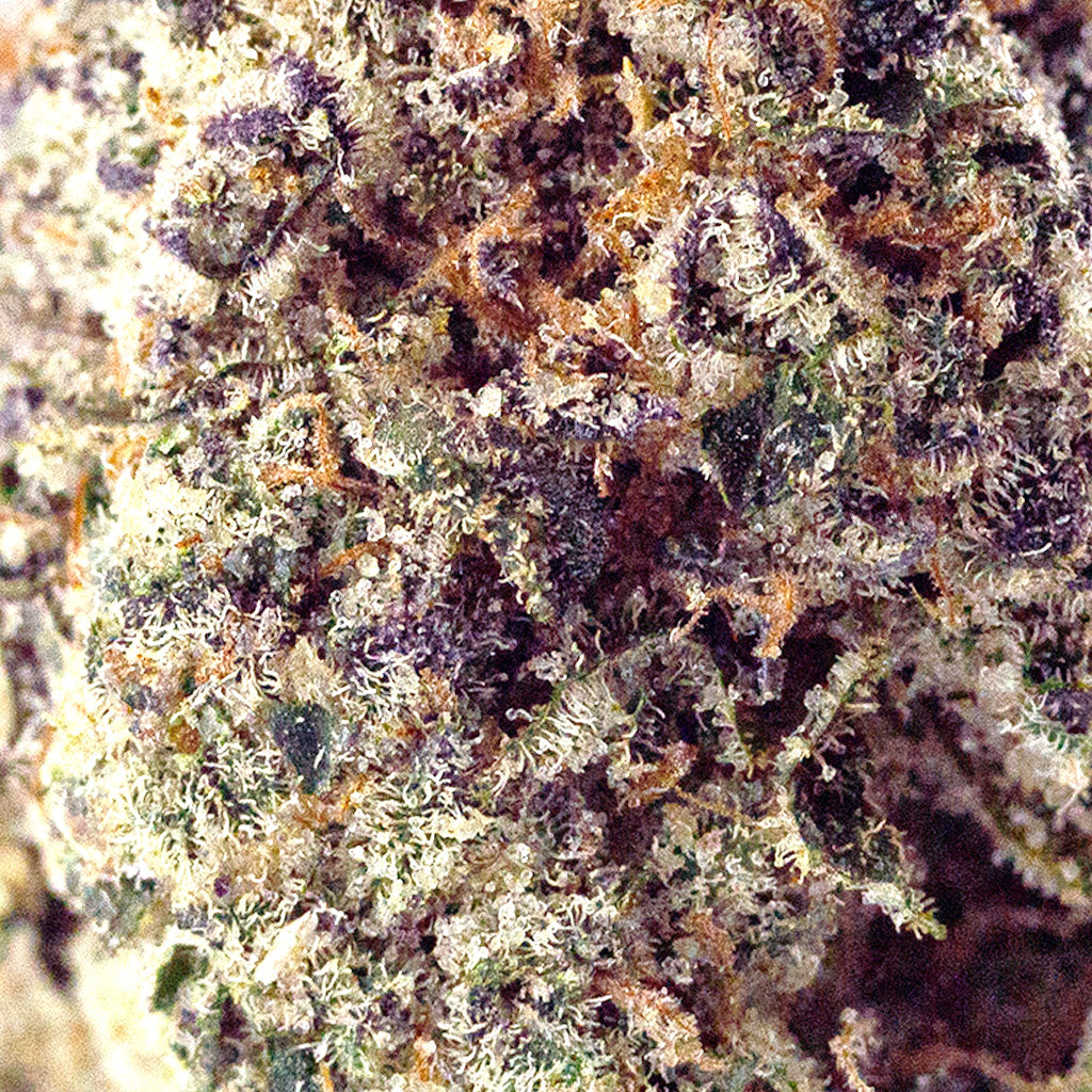 Macro shot of GMO Cookies THCa flower from BOOM, showing frosty trichomes, green buds, orange hairs, with hints of purple