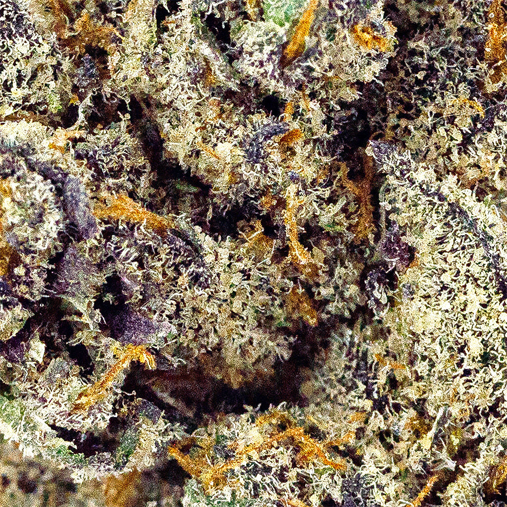 Detailed close-up of Groovy Grape THCa flower with vibrant purple buds and frosty trichomes, crafted by BOOM
