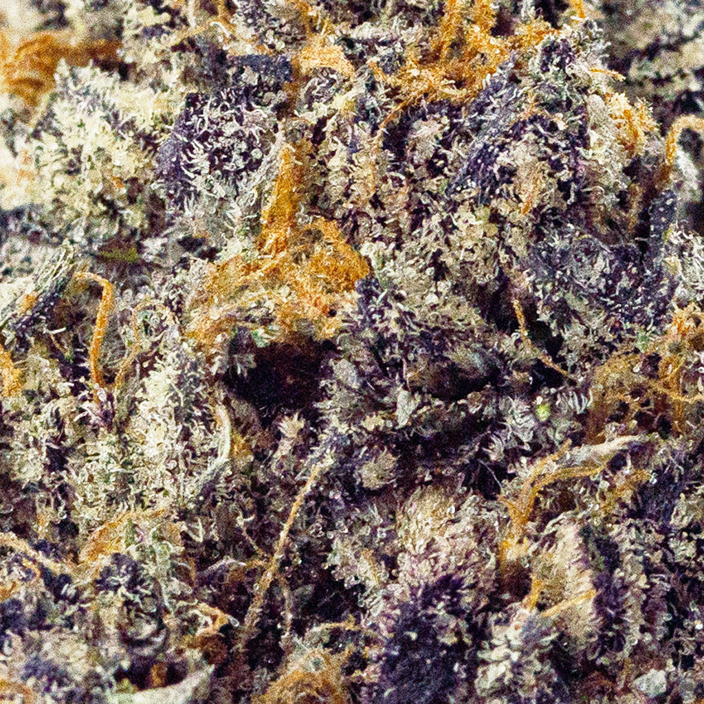 Detailed macro shot of Gush Mints THCa flower, with frosty trichomes and deep purples from BOOM’s top shelf flower line
