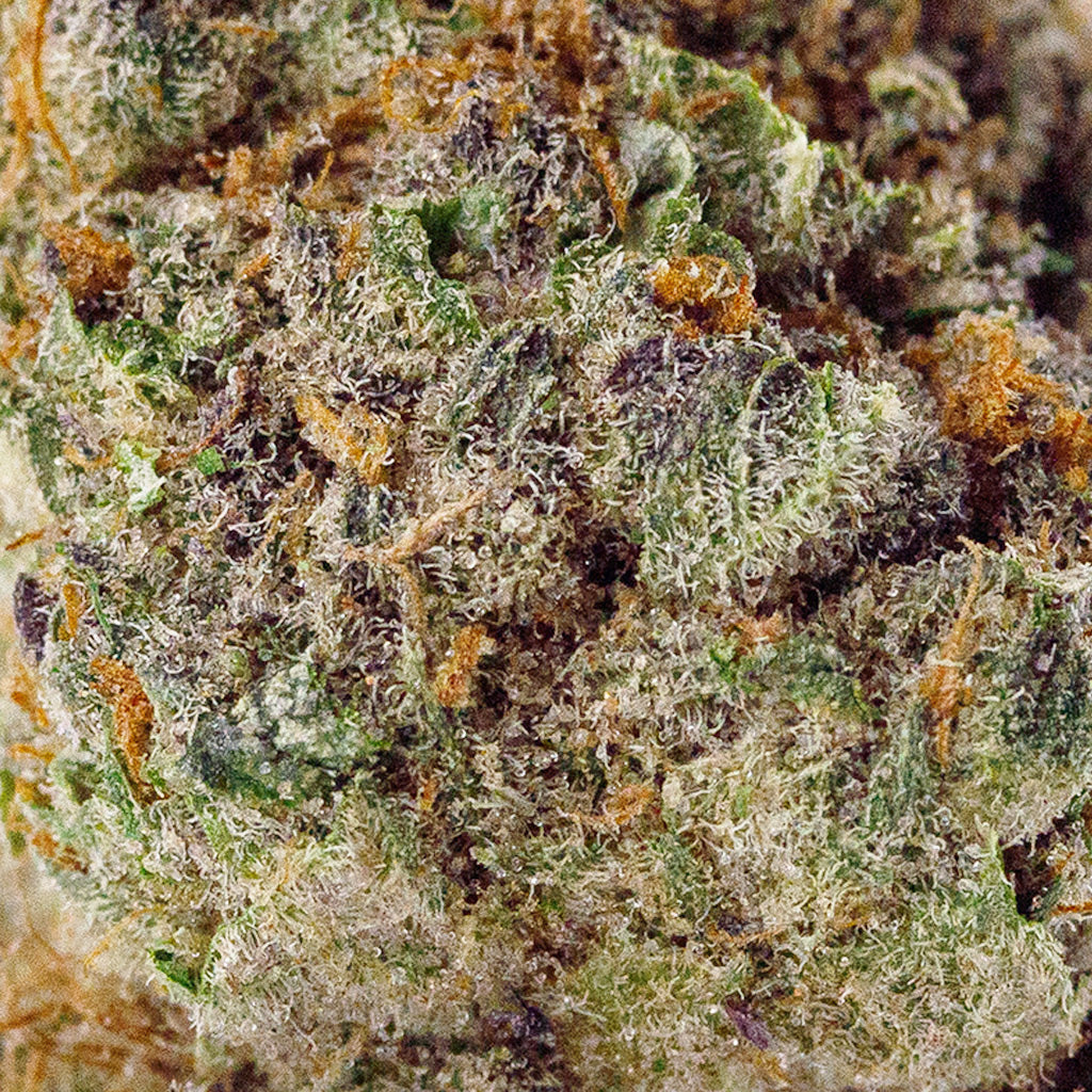 Detailed macro of Laughing Gas top shelf THCa flower, highlighting frosty
trichomes, orange hairs, and vibrant green buds