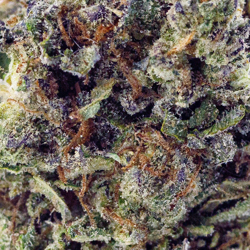 Macro view of BOOM’s Premium Mochi THCa strain, highlighting frosty trichomes
on dense buds with sweet, berry notes
