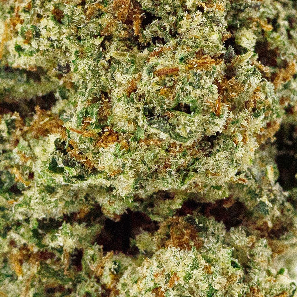 BOOM S’mores Premium THCa flower macro shot, highlighting frosty trichomes,
and rich green color depth