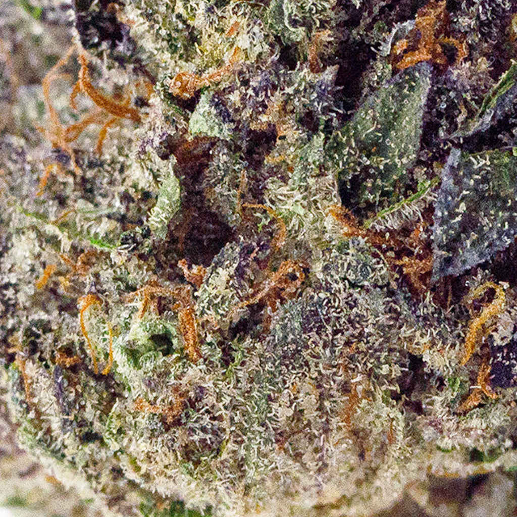 Macro shot of Tropicana Cherry top shelf THCa flower, showing crystal trichomes on dense green-purple buds