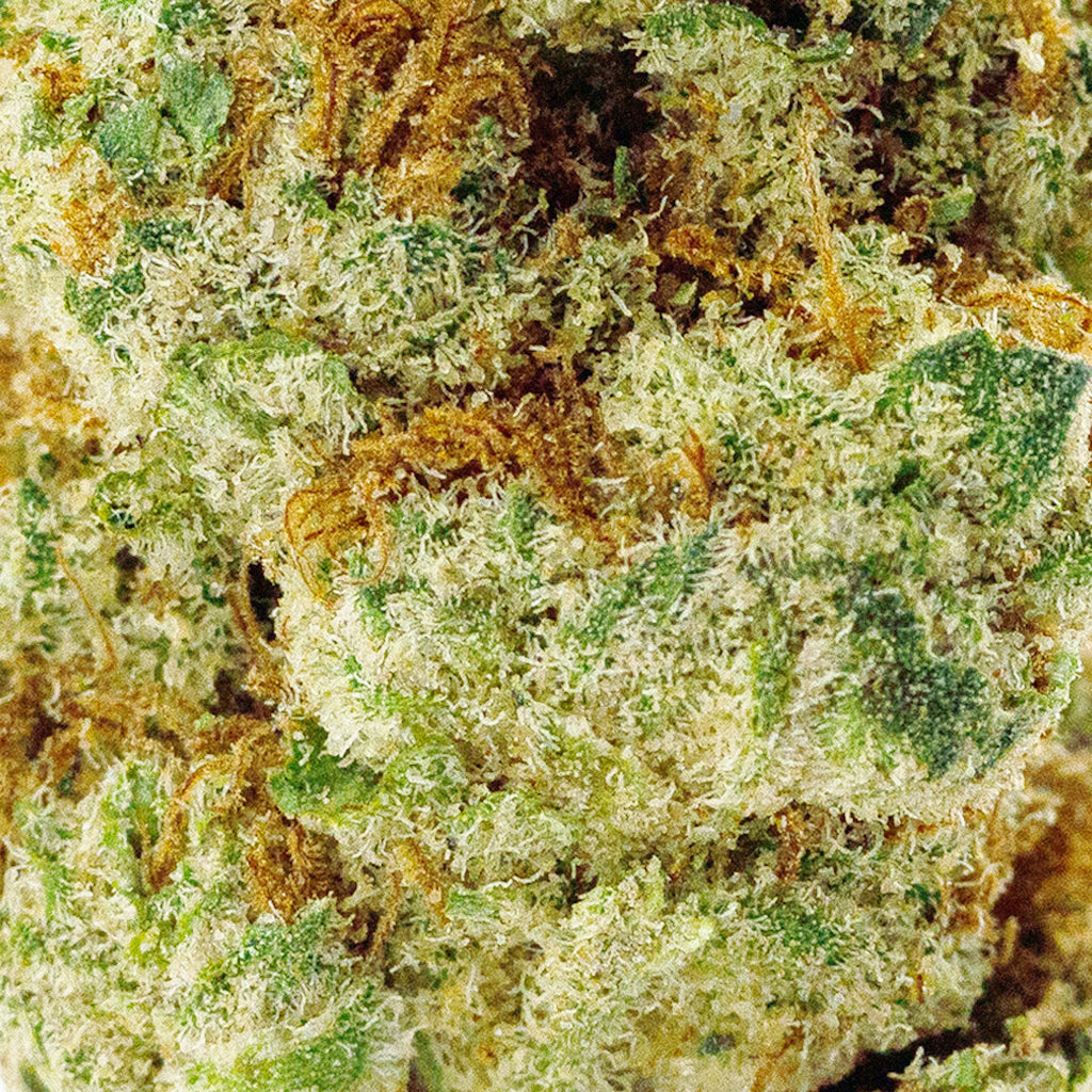 Detailed macro view of Venom OG PremiumTHCa flower, vibrant green buds with dense trichomes